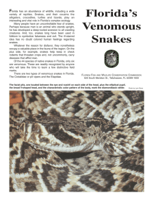Snakes - Florida's Venomous Snakes