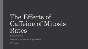 The Effects of Caffeine of Mitosis Rates