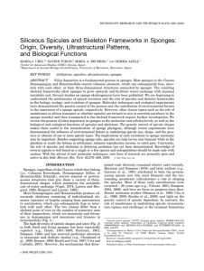 Siliceous spicules and skeleton frameworks in sponges: Origin