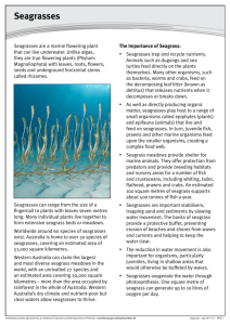 Seagrasses - Perth Beachcombers Education Kit