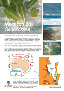 seagrass identification guide