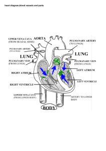 heart diagram,blood vessels and parts
