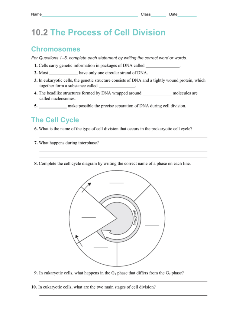 Cell Division Worksheet 1 Microscope Images vrogue co