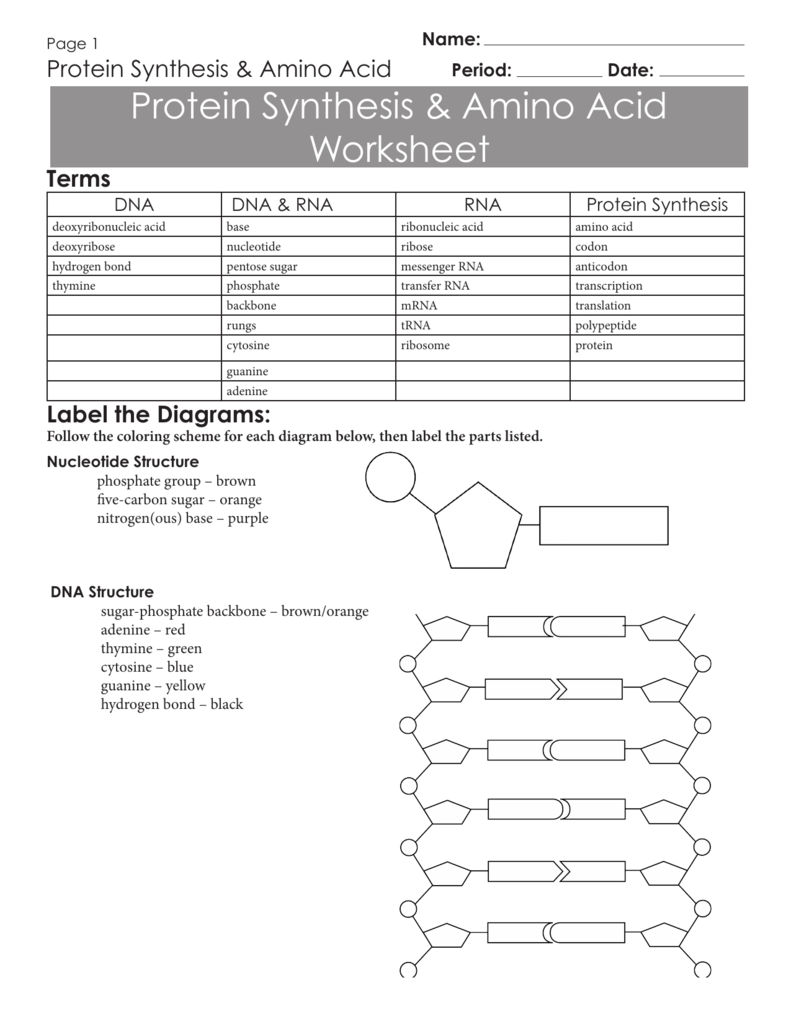 Protein Synthesis And Amino Acid Worksheet Answers - Breadandhearth