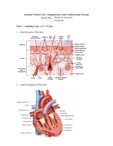 Anatomy Practice Test - Integumentary and Cardiovascular Systems