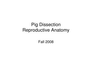 Pig Dissection Reproductive Anatomy