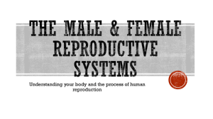 2. Male/Female Reproductive System Notes