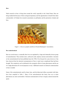 bees, pdf