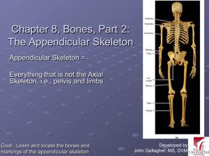 Chapter 8, Bones, Part 2: The Appendicular Skeleton