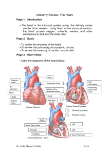 Anatomy Review: The Heart