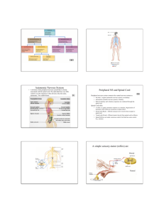 Autonomic Nervous System Peripheral NS and Spinal Cord A