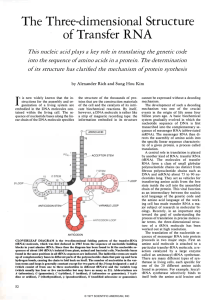 The Three-dimensional Structure of Transfer RNA, Scientific