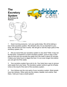 The Excretory System - Avery County Schools