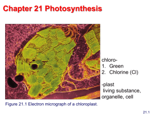 Chapter 21 Photosynthesis
