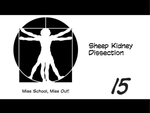 Sheep Kidney Dissection