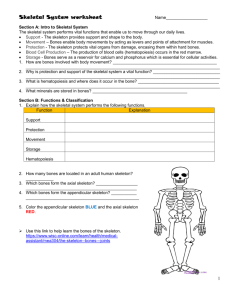 Skeletal System worksheet