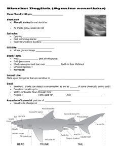 Shark ppt notes