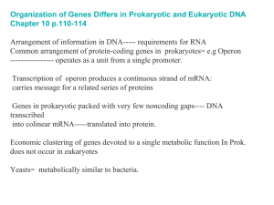 Organization of Genes Differs in Prokaryotic and Eukaryotic DNA