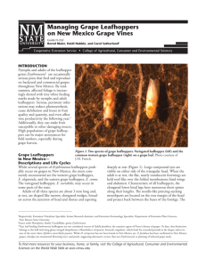 Managing Grape Leafhoppers on New Mexico Grape Vines