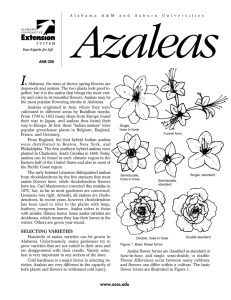 Azaleas - Alabama Cooperative Extension System