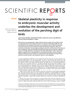 Skeletal plasticity in response to embryonic muscular activity