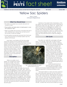 Yellow Sac Spiders - Utah State University Extension