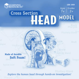 Cross Section Head Model