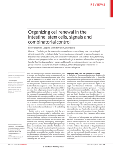 Organizing cell renewal in the intestine: stem cells, signals and