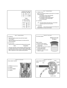 Page 1 Exam I Exam II Today: A. Kidney anatomy B. Kidney
