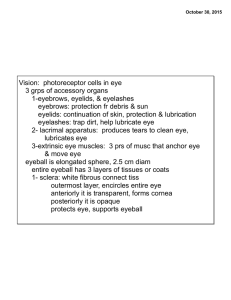 Vision: photoreceptor cells in eye 3 grps of