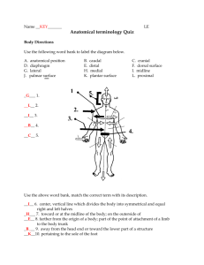Anatomical terminology Quiz