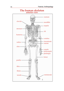 The human skeleton - Peter Brown's Australian and Asian