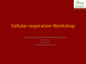 Cellular respiration Workshop