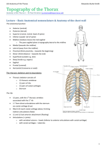 ABS' Anatomy of the Thorax