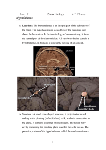 Lac.2 Endocrinology 4 Hypothalamus