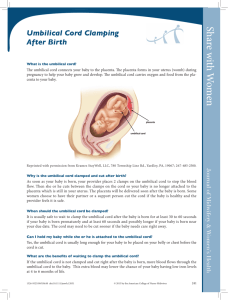 Umbilical Cord Clamping After Birth