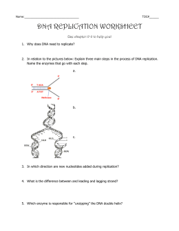 DNA replication worksheet – Watch the animations and answer