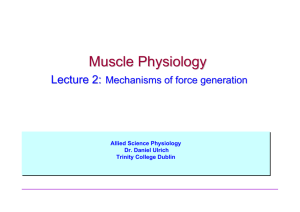 Factors affecting the force generated by individual muscle fibers