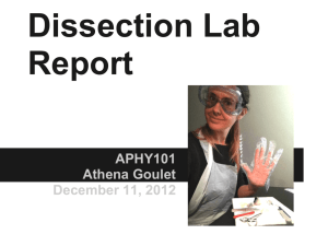 Report Dissection Lab