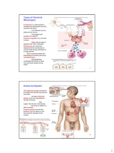 Types of Chemical Messengers Endocrine System