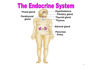 Endocrine-Lab
