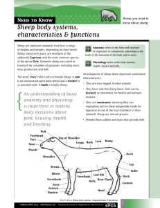 Sheep body systems, characteristics & functions