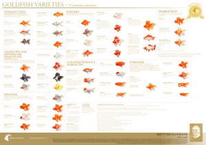 Goldfish Varieties Poster