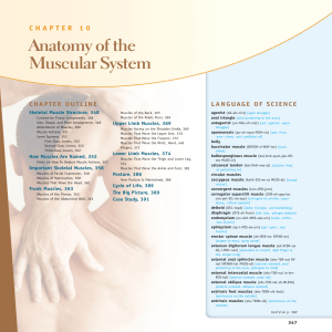 CHAPTER 10 Anatomy of the Muscular System