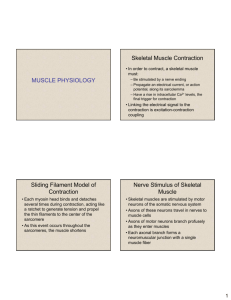 Muscle physiology - Sinoe Medical Association