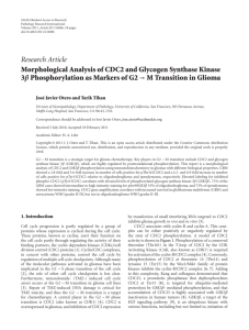 Morphological Analysis of CDC2 and Glycogen Synthase Kinase 3β