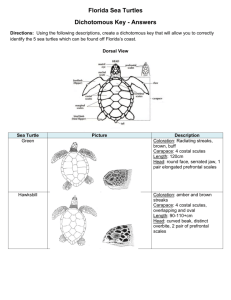 Florida Sea Turtles Dichotomous Key