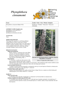 Phytophthora cinnamomi