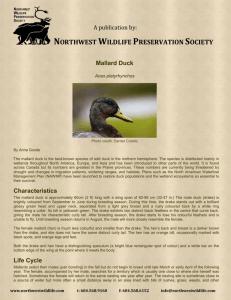 Mallard Duck - Northwest Wildlife Preservation Society