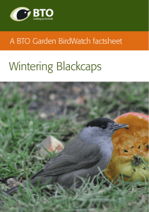 Wintering Blackcaps
